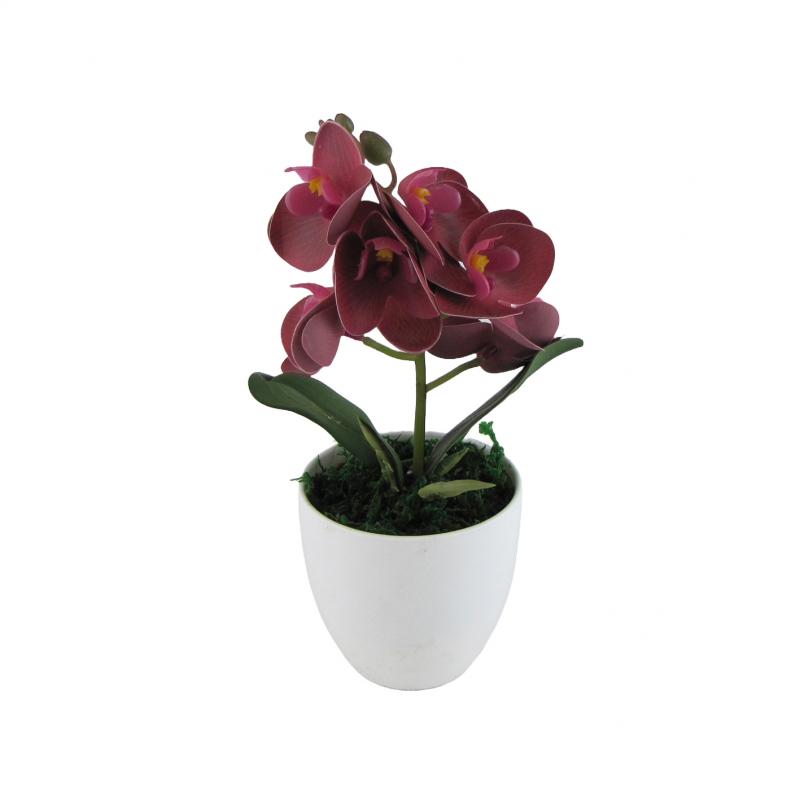 Storczyk w doniczce 27cm